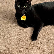 Sassy is registered to the contest to win money with this photo: black_cat, cat, feline, pet, animal, green_eyes, collar, tag, lying_down, indoor, carpet, floor, home, portrait, black_fur, whiskers, ears, relaxed, golden_tinsel, toy