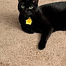 black_cat, cat, feline, pet, animal, green_eyes, collar, tag, lying_down, indoor, carpet, floor, home, portrait, black_fur, whiskers, ears, relaxed, golden_tinsel, toy