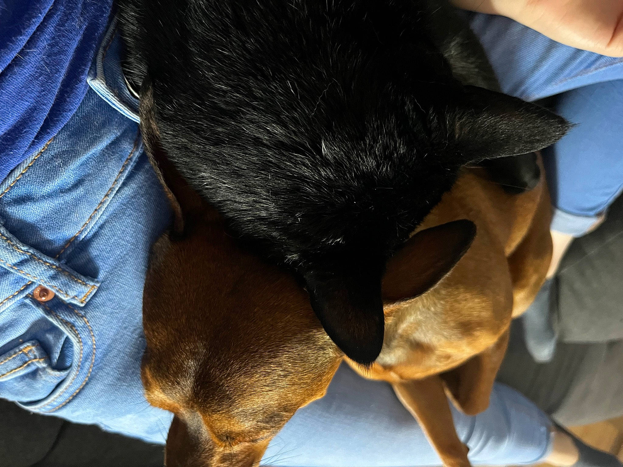 Chopper participe au concours pour gagner de l'argent avec cette photo : canidae, carnivore, claw, comfort, companion_dog, dog, dog_breed, electric_blue, fawn, foot, fur, guard_dog, human_leg, paw, snout, sporting_group, tail, terrestrial_animal, whiskers, working_animal