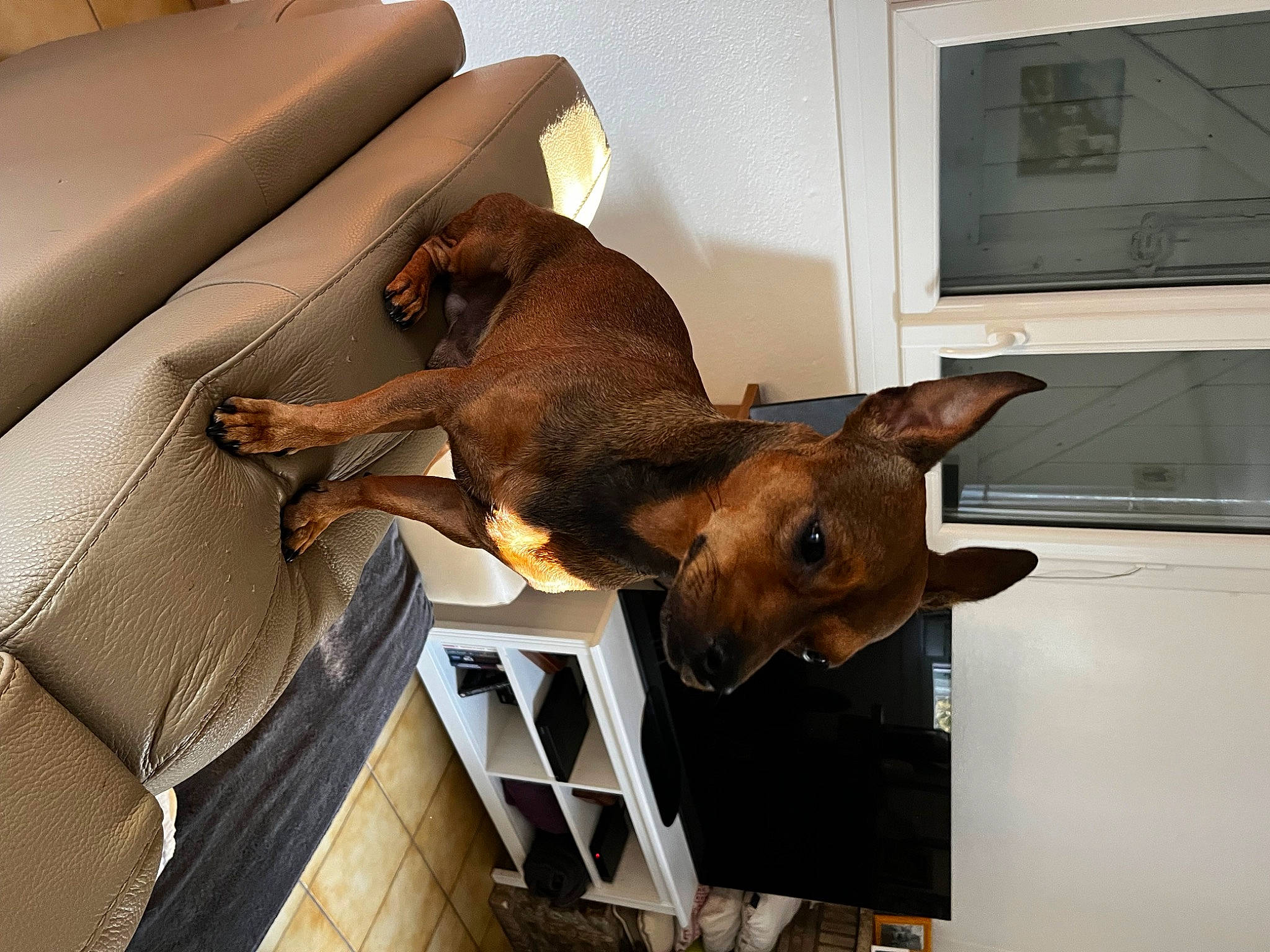 Chopper participe au concours pour gagner de l'argent avec cette photo : brown, canidae, carnivore, comfort, companion_dog, dog, dog_breed, fawn, flooring, fur, liver, mammal, metal, room, tail, television, vehicle, vertebrate, wood, working_animal