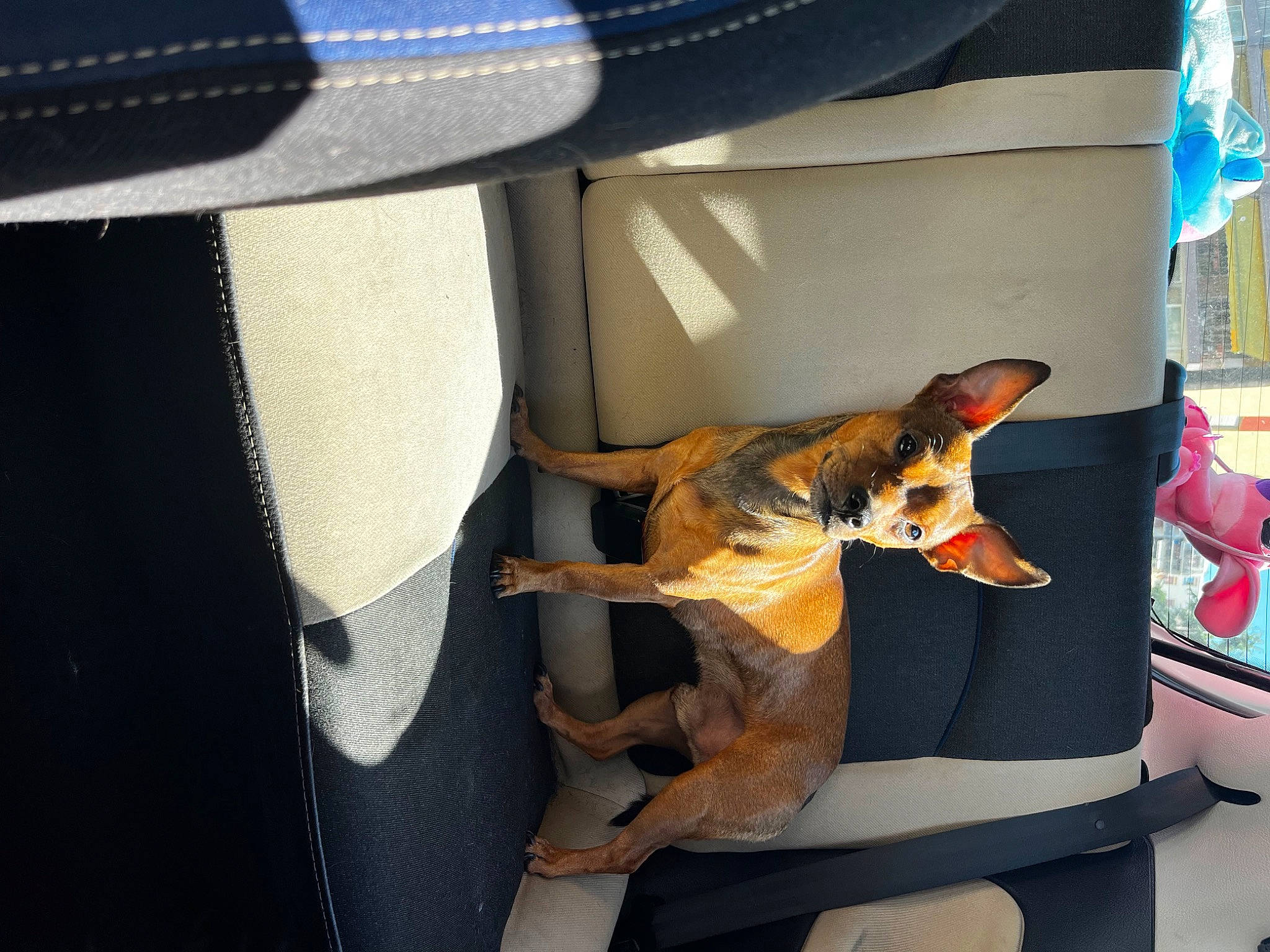 Chopper a rejoint le concours — aidez-le/la à gagner de superbes lots ! canidae, carnivore, chair, comfort, companion_dog, dog, dog_breed, dog_supply, fashion_accessory, fawn, felidae, guard_dog, room, small_to_medium_sized_cats, sporting_group, tail, toy_dog, vehicle_door, whiskers, wing