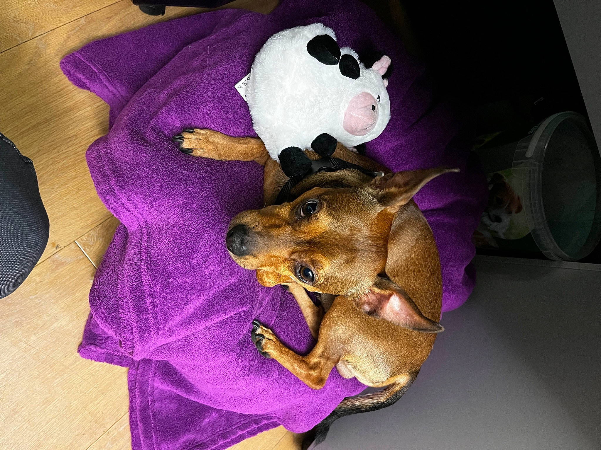 Chopper a rejoint le concours — aidez-le/la à gagner de superbes lots ! canidae, carnivore, companion_dog, couch, dog_breed, dog_clothes, dog_supply, fawn, fur, magenta, pet_supply, plush, purple, snout, stuffed_toy, tail, toy, violet, whiskers, working_animal