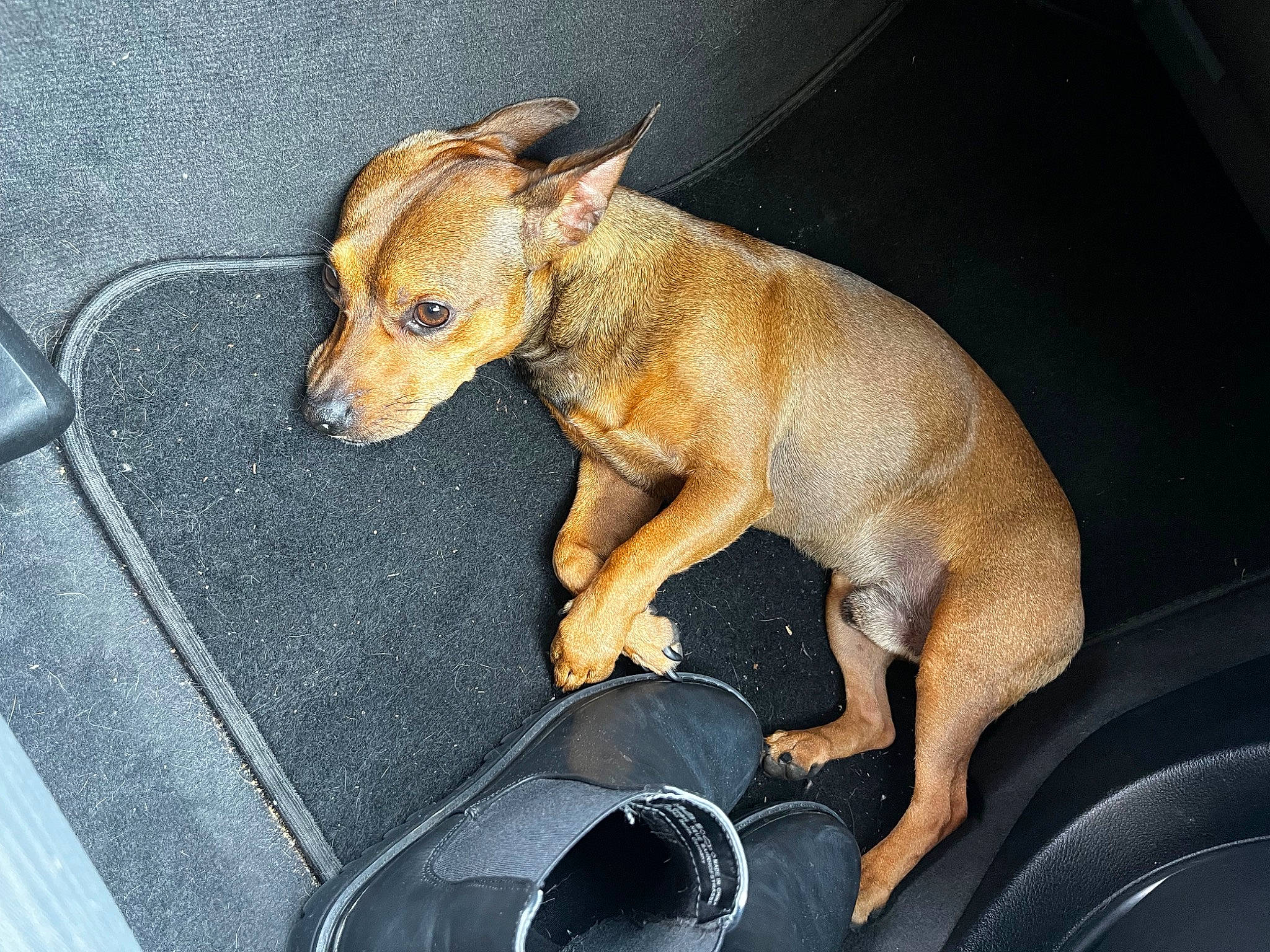 Chopper participe au concours pour gagner de l'argent avec cette photo : canidae, carnivore, chihuahua, collar, companion_dog, dog, dog_breed, dog_clothes, dog_supply, ear, fawn, liver, paw, snout, sporting_group, tail, terrestrial_animal, toy_dog, whiskers, working_animal