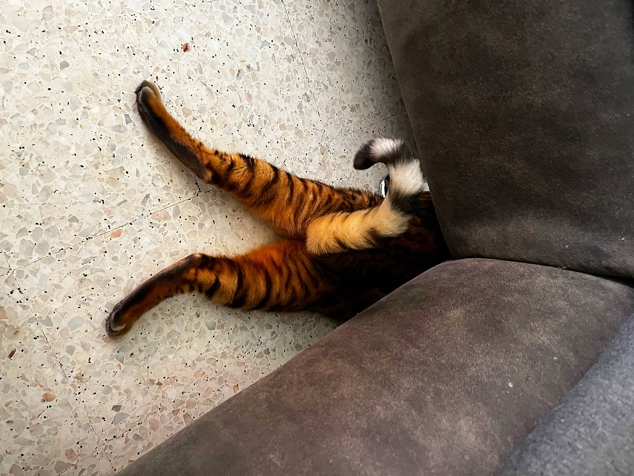 Nami participe au concours pour gagner de l'argent avec cette photo : carnivore, cat, claw, domestic_short_haired_cat, eye, fawn, felidae, flooring, foot, paw, plant, siberian_tiger, small_to_medium_sized_cats, snout, tail, terrestrial_animal, tints_and_shades, whiskers, window, wood