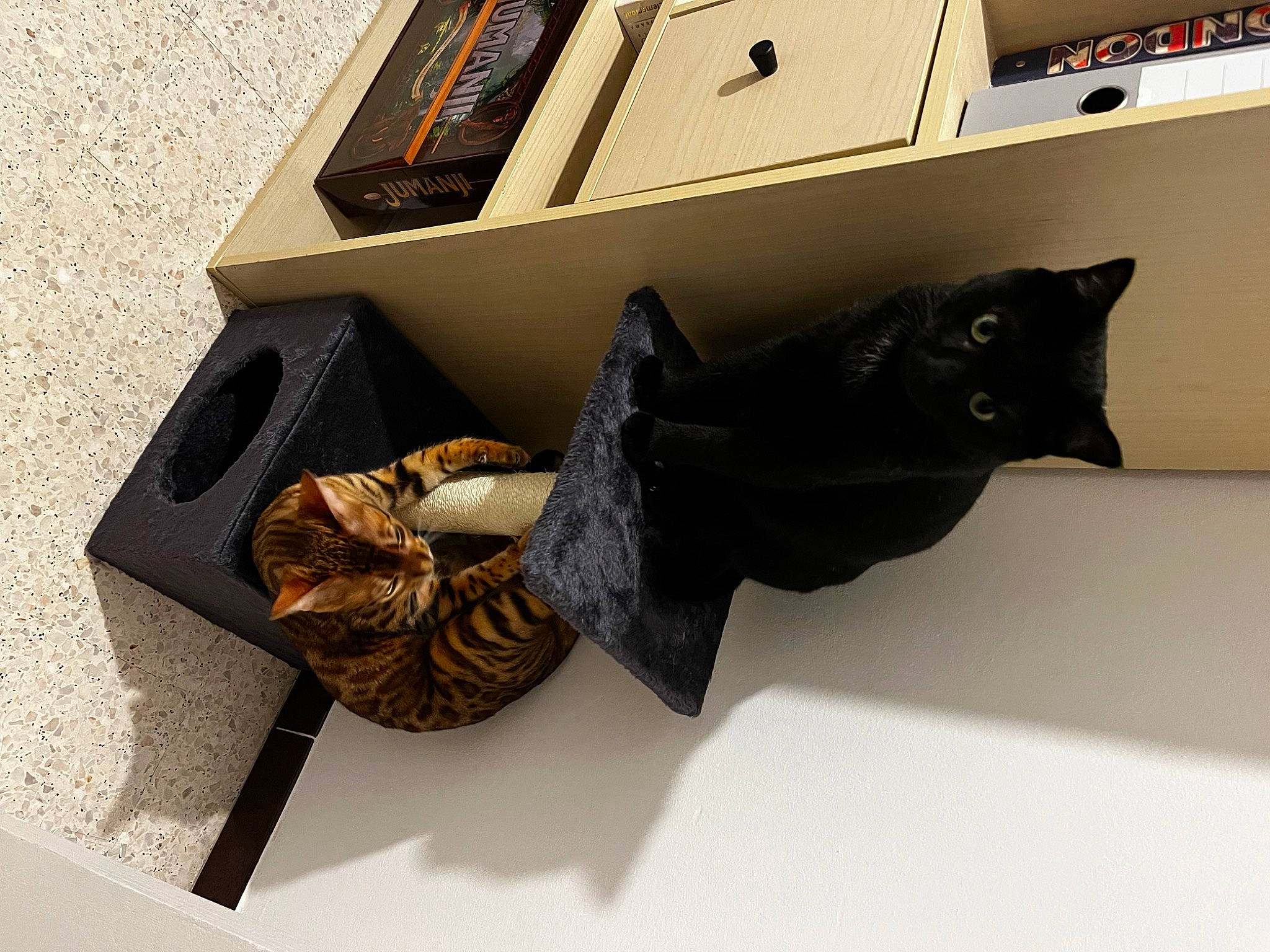 Nami participe au concours pour gagner de l'argent avec cette photo : art, bag, box, carmine, carton, cat, eyewear, fashion_accessory, felidae, leather, luggage_and_bags, metal, office_supplies, rectangle, shelf, shelving, shipping_box, small_to_medium_sized_cats, tail, wood