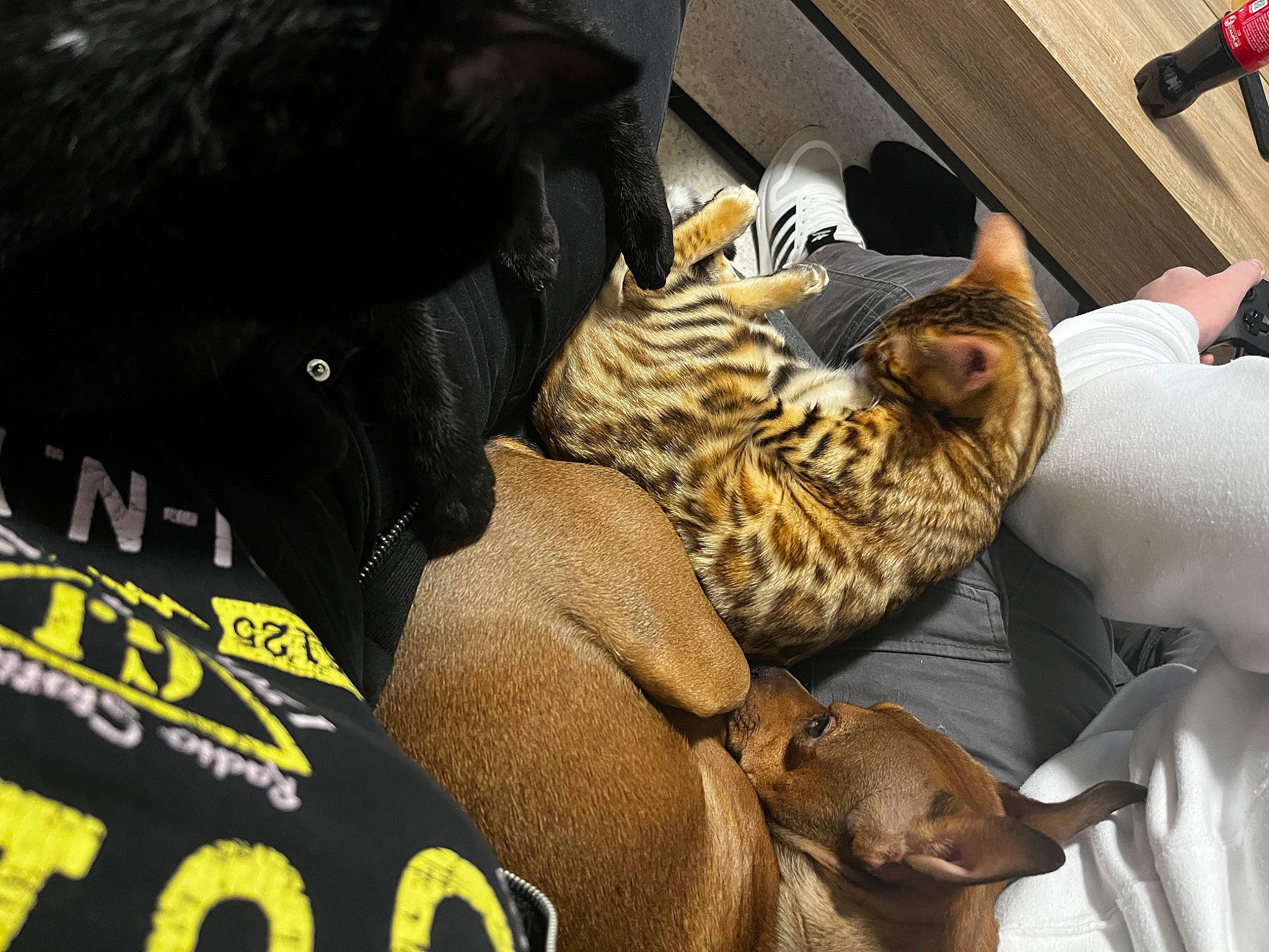 Nami a rejoint le concours — aidez-le/la à gagner de superbes lots ! bag, bengal_tiger, big_cats, carnivore, cat, comfort, domestic_short_haired_cat, felidae, fur, luggage_and_bags, mammal, personal_protective_equipment, siberian_tiger, small_to_medium_sized_cats, snout, terrestrial_animal, tiger, vertebrate, whiskers, wildlife