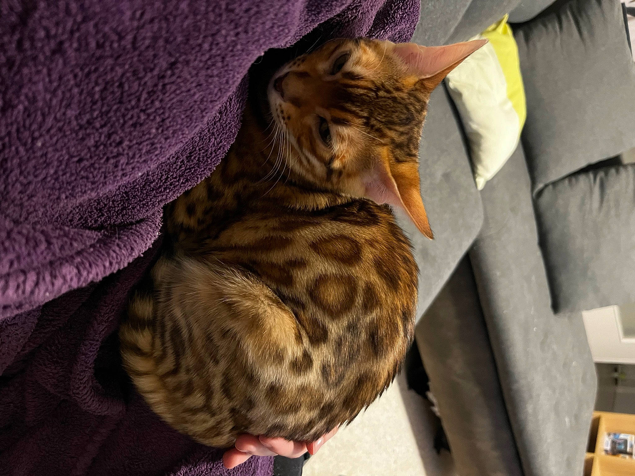 Nami participe au concours pour gagner de l'argent avec cette photo : beak, bed, box, carnivore, cat, claw, comfort, domestic_short_haired_cat, fawn, felidae, fur, grey, hat, linens, pattern, small_to_medium_sized_cats, tail, terrestrial_animal, whiskers, wildlife