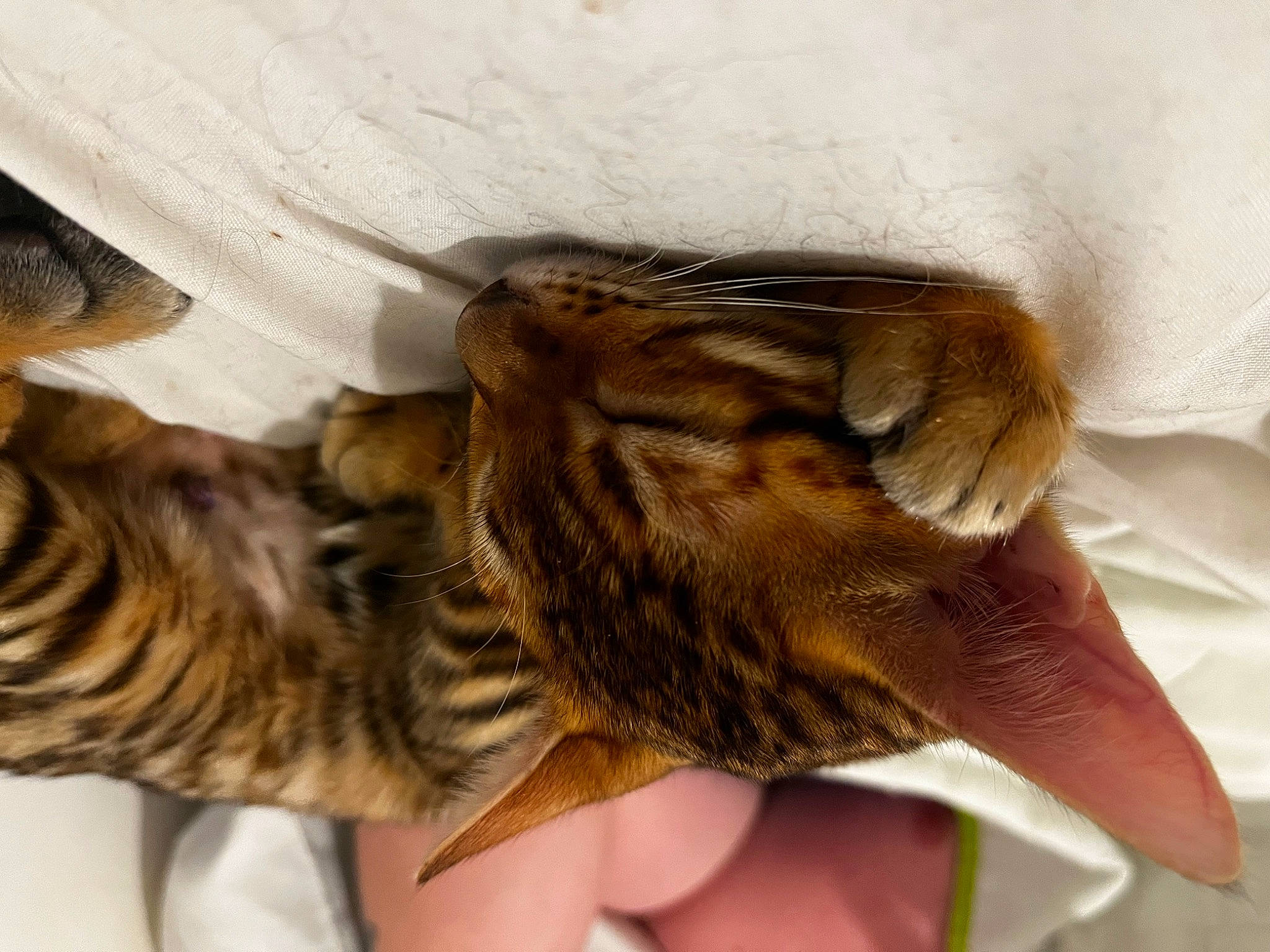 Nami participe au concours pour gagner de l'argent avec cette photo : carnivore, cat, claw, comfort, domestic_short_haired_cat, fawn, felidae, finger, fur, gesture, nail, pattern, paw, small_to_medium_sized_cats, snout, tail, terrestrial_animal, thumb, whiskers, wildlife