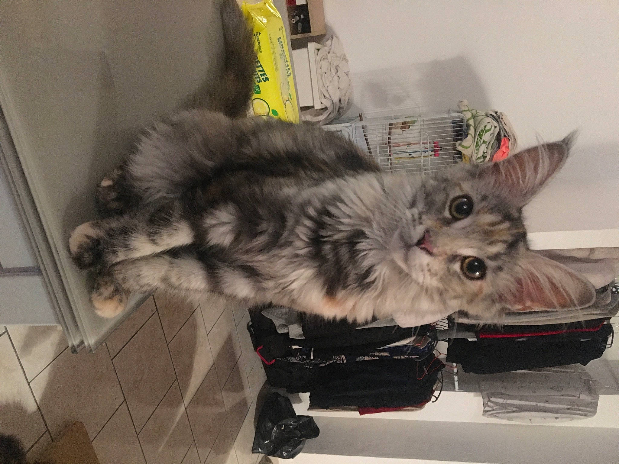 Romy a rejoint le concours — aidez-le/la à gagner de superbes lots ! british_longhair, canidae, carnivore, cat, claw, companion_dog, dog_breed, domestic_short_haired_cat, fawn, felidae, fur, paw, small_to_medium_sized_cats, snout, tail, whiskers