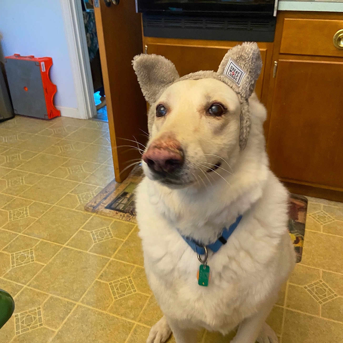 Login is registered to the contest to win money with this photo: accessory, animal, calm, collar, companion, curious, cute, dog, domestic, ear_hat, floor_rug, fur, household, indoor, kitchen, pet, sitting, tiled_floor, white_dog, wooden_cabinets