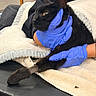 black_cat, cat, animal, pet, feline, whiskers, ears, eyes, fur, gloves, blue_gloves, hands, veterinary_care, animal_handling, blanket, towel, indoor, chair, portrait, relaxed