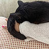 cat, black_cat, pet, feline, sleeping, resting, lying_down, fur, tail, ears, indoor, cozy, human_arm, knit_sleeve, woven_cushion, couch, closeup, relaxed, home, photography