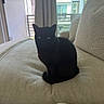 black_cat, cat, feline, sitting, sofa, couch, cushion, indoor, home, living_room, window, city_view, daylight, sunlight, portrait, pet, animal, pointed_ears, yellow_eyes, relaxed