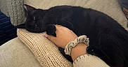 Chloe is registered to the contest to win money with this photo: black_cat, cat, pet, sleeping, relaxed, couch, sofa, blanket, knitted_blanket, cushion, human_hand, human_arm, hugging, indoor, cozy, home, furniture, black_fur, animal_companion, closeup