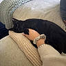 black_cat, cat, pet, sleeping, relaxed, couch, sofa, blanket, knitted_blanket, cushion, human_hand, human_arm, hugging, indoor, cozy, home, furniture, black_fur, animal_companion, closeup