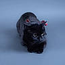 black_cat, cat, pet, animal, feline, plaid_bow, bow_tie, blue_background, studio_portrait, sitting, crouching, short_hair, green_eyes, whiskers, ears, paws, fur, indoor, cute, photography