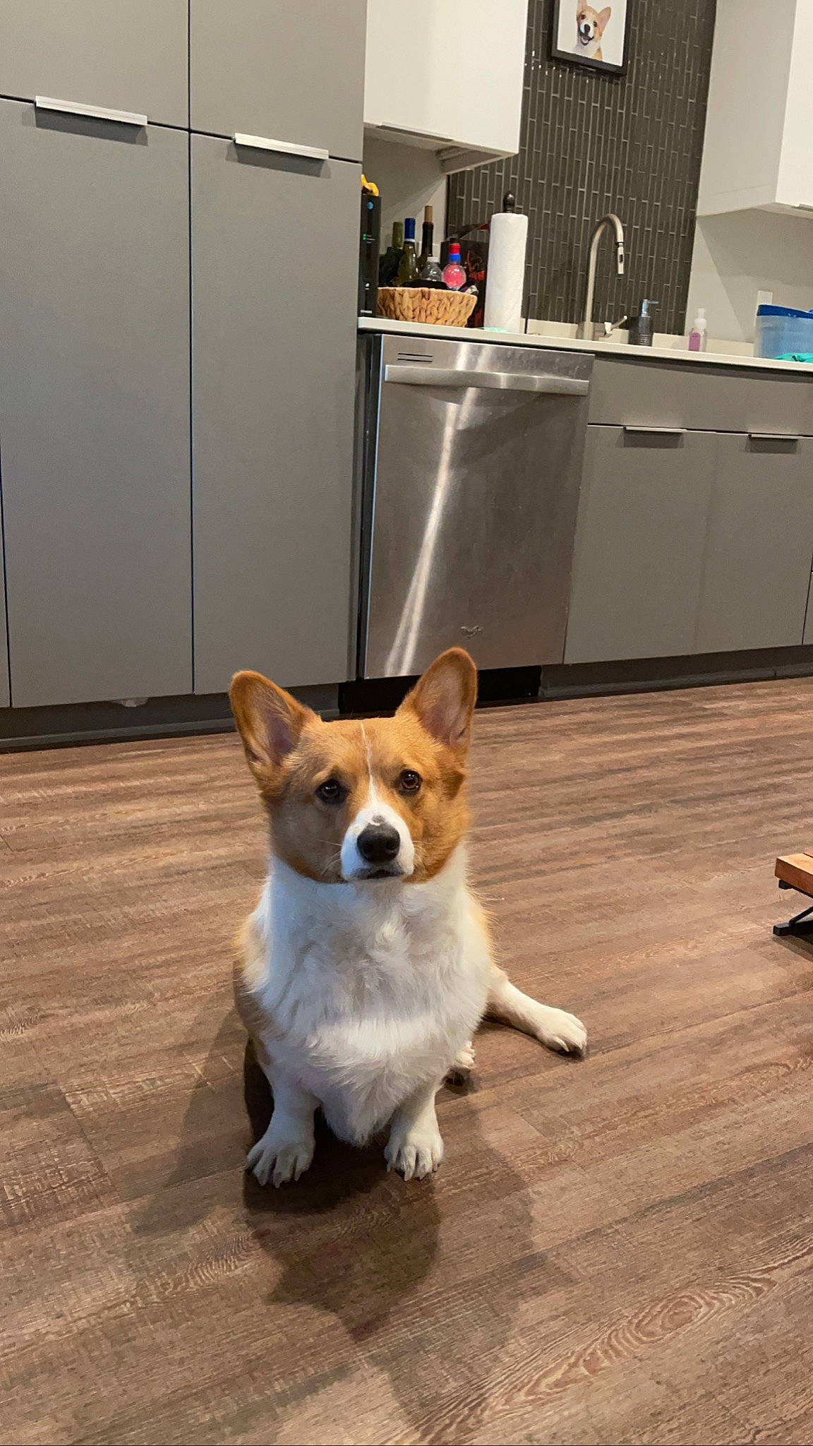 Rhino is registered to the contest to win money with this photo: cabinetry, carnivore, collar, companion_dog, countertop, dog, dog_breed, dog_supply, door, fawn, floor, flooring, hardwood, kitchen, kitchen_appliance, sink, snout, tail, window, wood