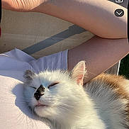 Soleil a rejoint le concours — aidez-le/la à gagner de superbes lots ! animal, arm, brown_cat, cat, closeup, comfort, companion, cozy, fur, love, nap, outdoor, person, pet, relaxing, resting, skin, sleeping, sunlight, white_cat