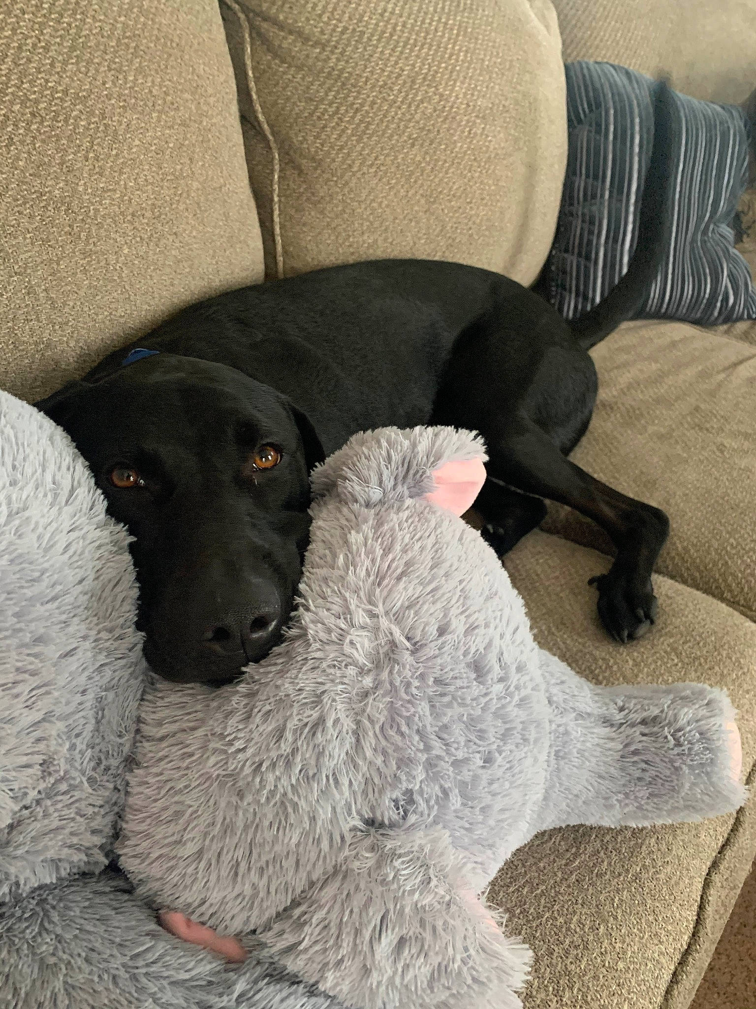 Georgie is registered to the contest to win money with this photo: armrest, canidae, carnivore, comfort, companion_dog, couch, dog, dog_breed, grey, gun_dog, living_room, mat, pet_supply, slipcover, snout, sporting_group, vertebrate, water_dog, working_animal, working_dog