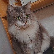 Coton a rejoint le concours — aidez-le/la à gagner de superbes lots ! animal, box, cat, closeup, cozy, curious, domestic, feline, fluffy_cat, fur, gray_cat, green_eyes, household, indoor, pet, shelf, sitting, whiskers, white_paws, wooden_shelf