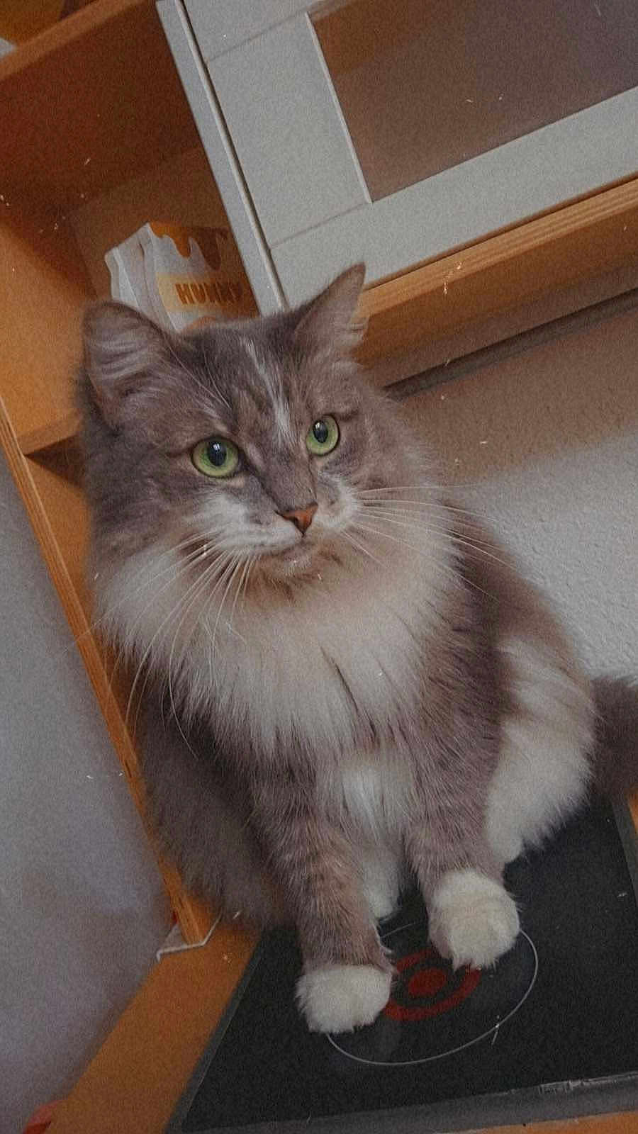 Coton a rejoint le concours — aidez-le/la à gagner de superbes lots ! animal, box, cat, closeup, cozy, curious, domestic, feline, fluffy_cat, fur, gray_cat, green_eyes, household, indoor, pet, shelf, sitting, whiskers, white_paws, wooden_shelf