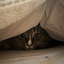 animal, blanket, cat, comfort, cozy, curious, cute, eyes, feline, fur, hidden, indoor, nap, pet, resting, small_space, soft, tabby, warm, whiskers