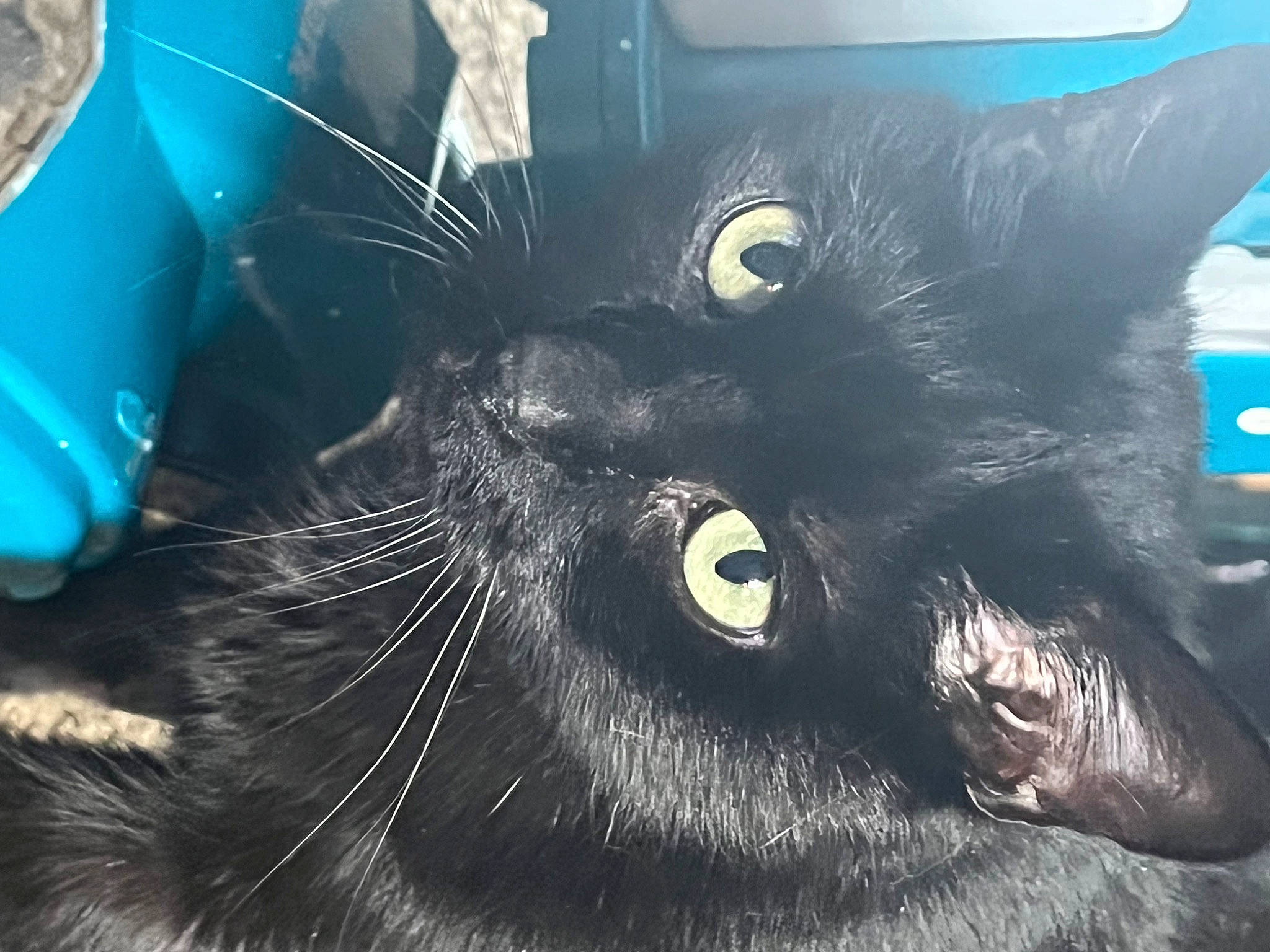 Shadow joined the competition — help win amazing prizes! black_cat, blue, bombay, carnivore, cat, claw, domestic_short_haired_cat, ear, electric_blue, eye, felidae, fur, head, organism, small_to_medium_sized_cats, snout, tail, terrestrial_animal, whiskers, window