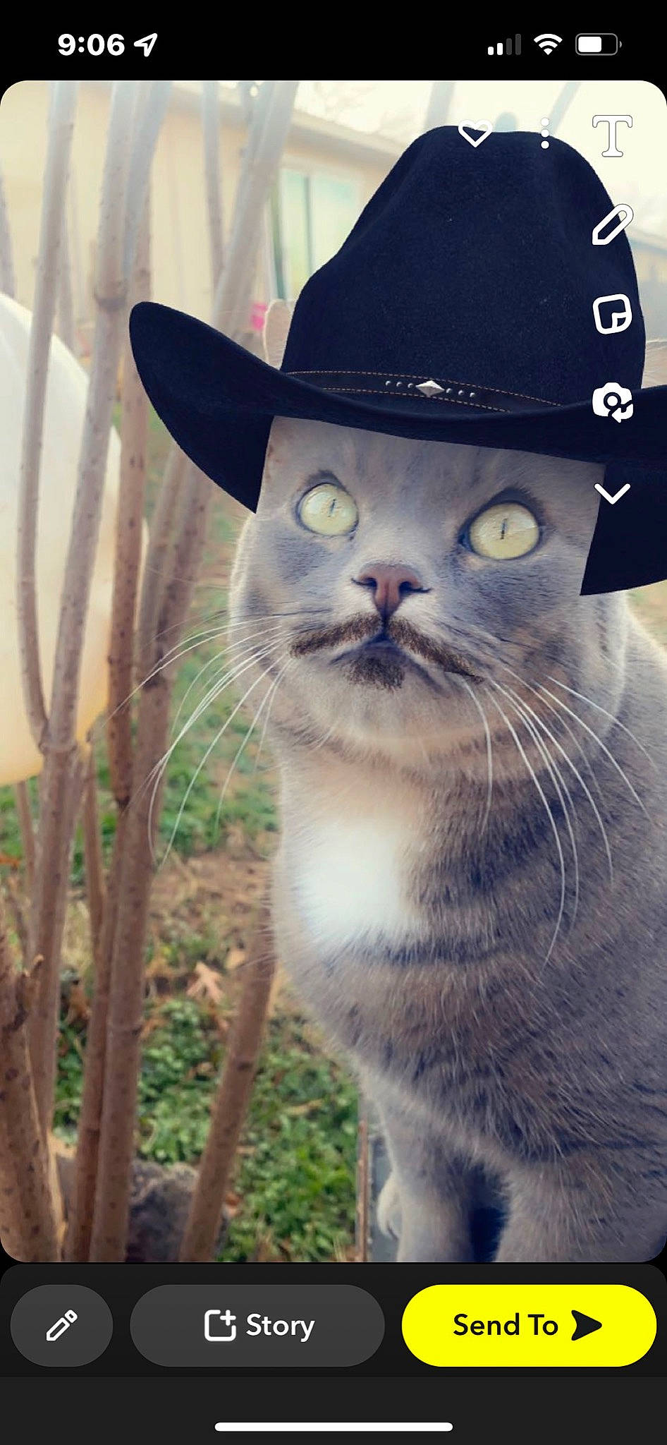 Doobie joined the competition — help win amazing prizes! baseball_cap, cap, carnivore, cat, costume_hat, domestic_short_haired_cat, electric_blue, fashion_accessory, felidae, font, fur, grass, hat, photo_caption, plant, small_to_medium_sized_cats, terrestrial_animal, whiskers