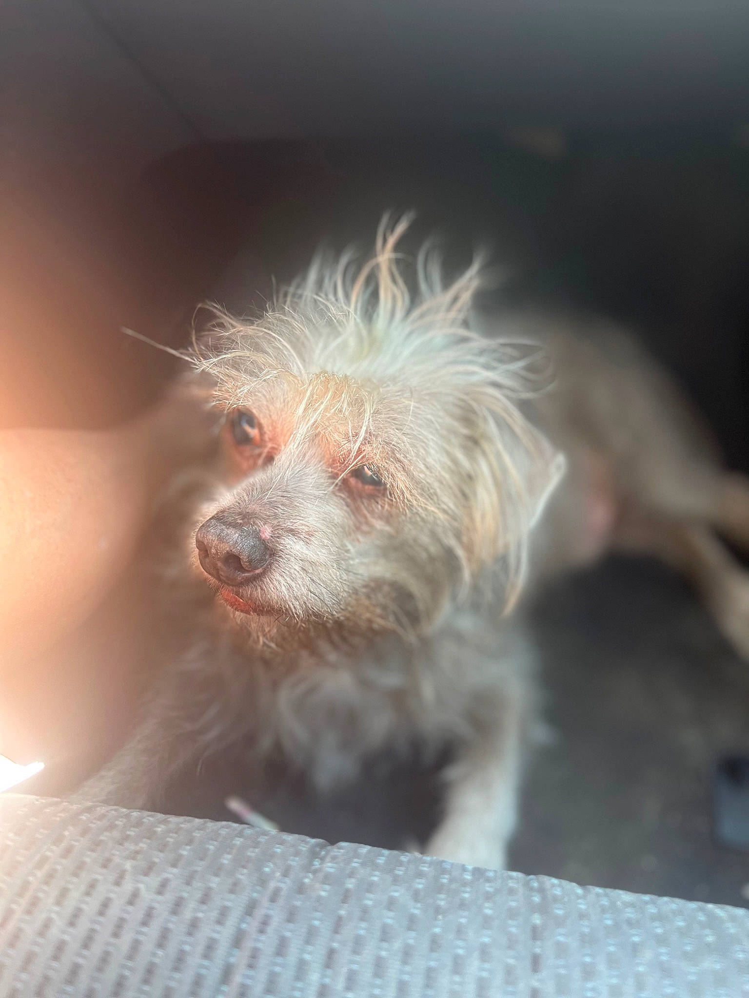 Doobie joined the competition — help win amazing prizes! canidae, carnivore, companion_dog, darkness, dog, dog_breed, ear, fawn, fur, small_terrier, snout, sporting_group, terrestrial_animal, terrier, toy_dog, whiskers