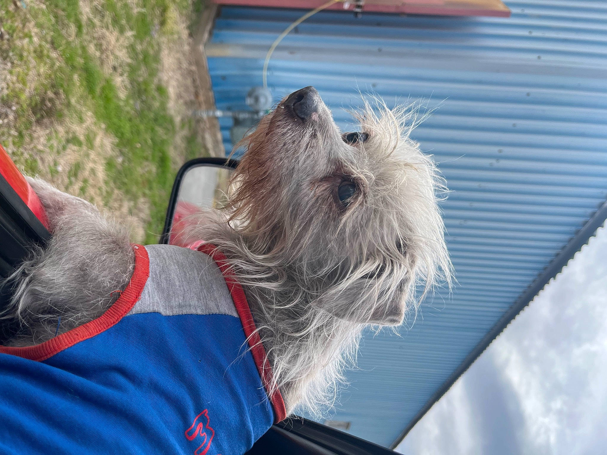 Doobie joined the competition — help win amazing prizes! carnivore, collar, companion_dog, dog, dog_breed, dog_collar, dog_supply, fawn, fur, leash, pet_supply, plant, schnauzer, small_terrier, snout, sporting_group, standard_schnauzer, terrier, toy_dog, working_animal