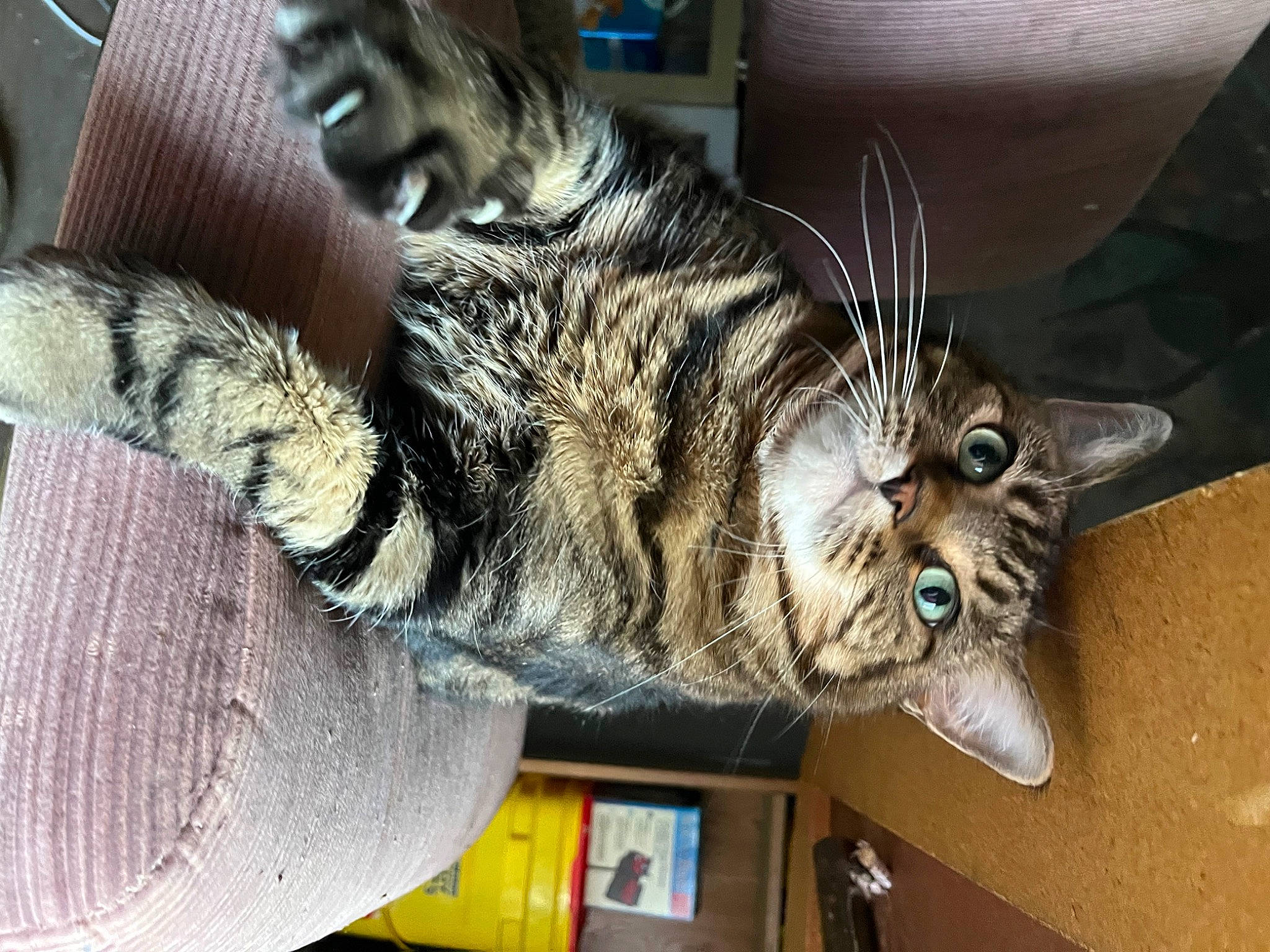 Cali joined the competition — help win amazing prizes! art, carnivore, cat, claw, comfort, domestic_short_haired_cat, ear, felidae, fur, gesture, human_leg, lap, metal, paw, shelf, small_to_medium_sized_cats, snout, tail, tree, whiskers