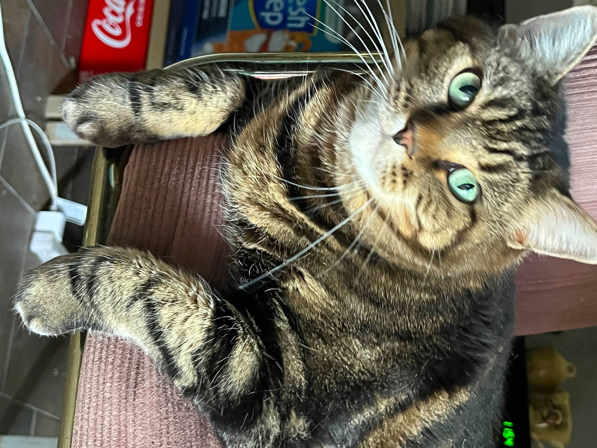 Cali joined the competition — help win amazing prizes! carnivore, cat, claw, domestic_short_haired_cat, felidae, fur, paw, photo_caption, small_to_medium_sized_cats, snout, tail, terrestrial_animal, whiskers