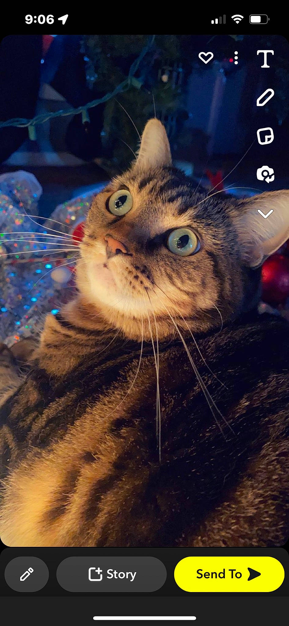 Cali joined the competition — help win amazing prizes! carnivore, cat, darkness, domestic_short_haired_cat, electric_blue, event, felidae, fur, holiday, photo_caption, small_to_medium_sized_cats, snout, terrestrial_animal, whiskers, wildlife