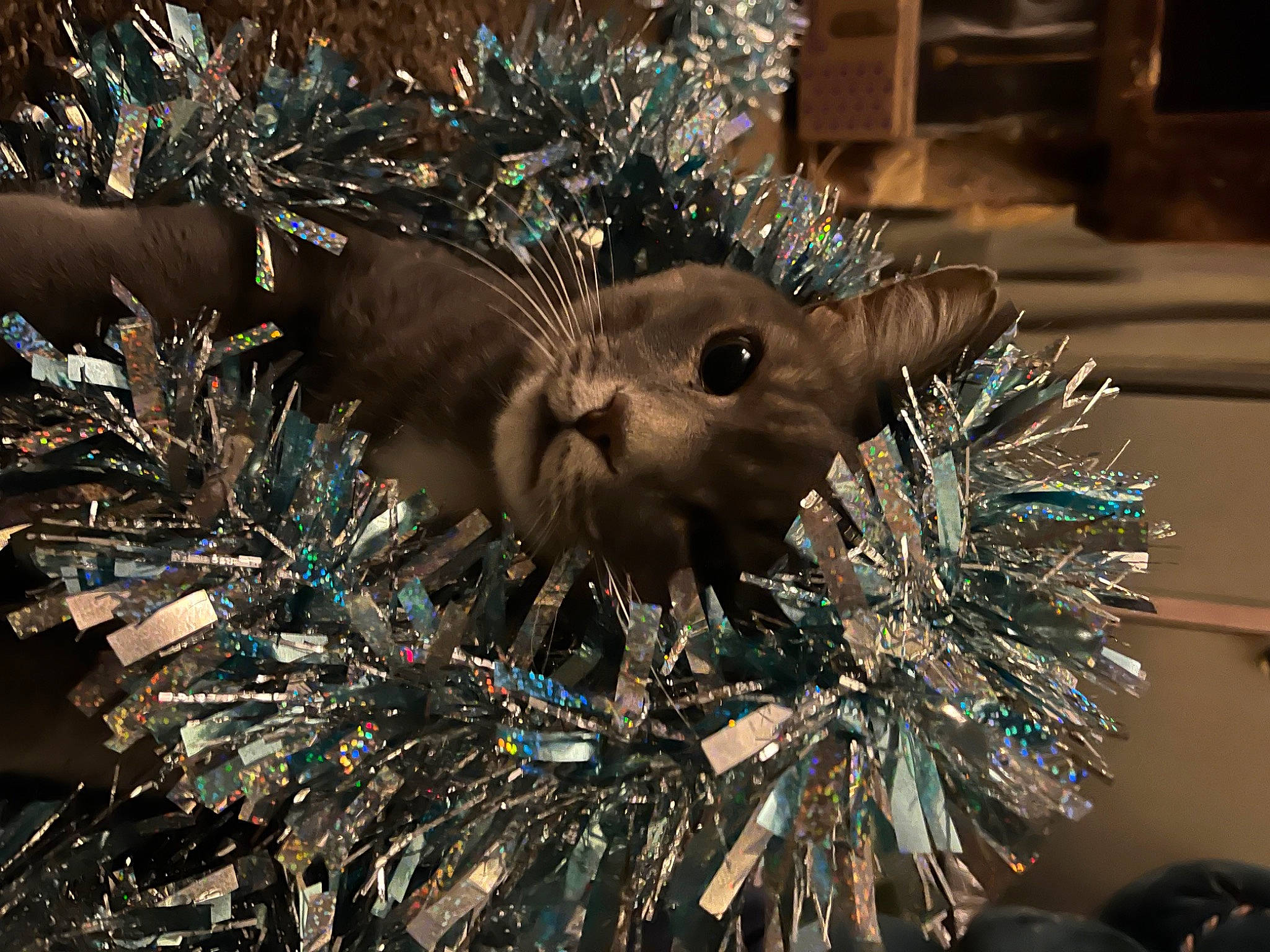 Kiddie is registered to the contest to win money with this photo: art, christmas_decoration, christmas_ornament, conifer, electric_blue, event, evergreen, fashion_accessory, holiday, holiday_ornament, insect, marine_biology, marine_invertebrates, metal, ornament, plant, tree, twig, winter, wood