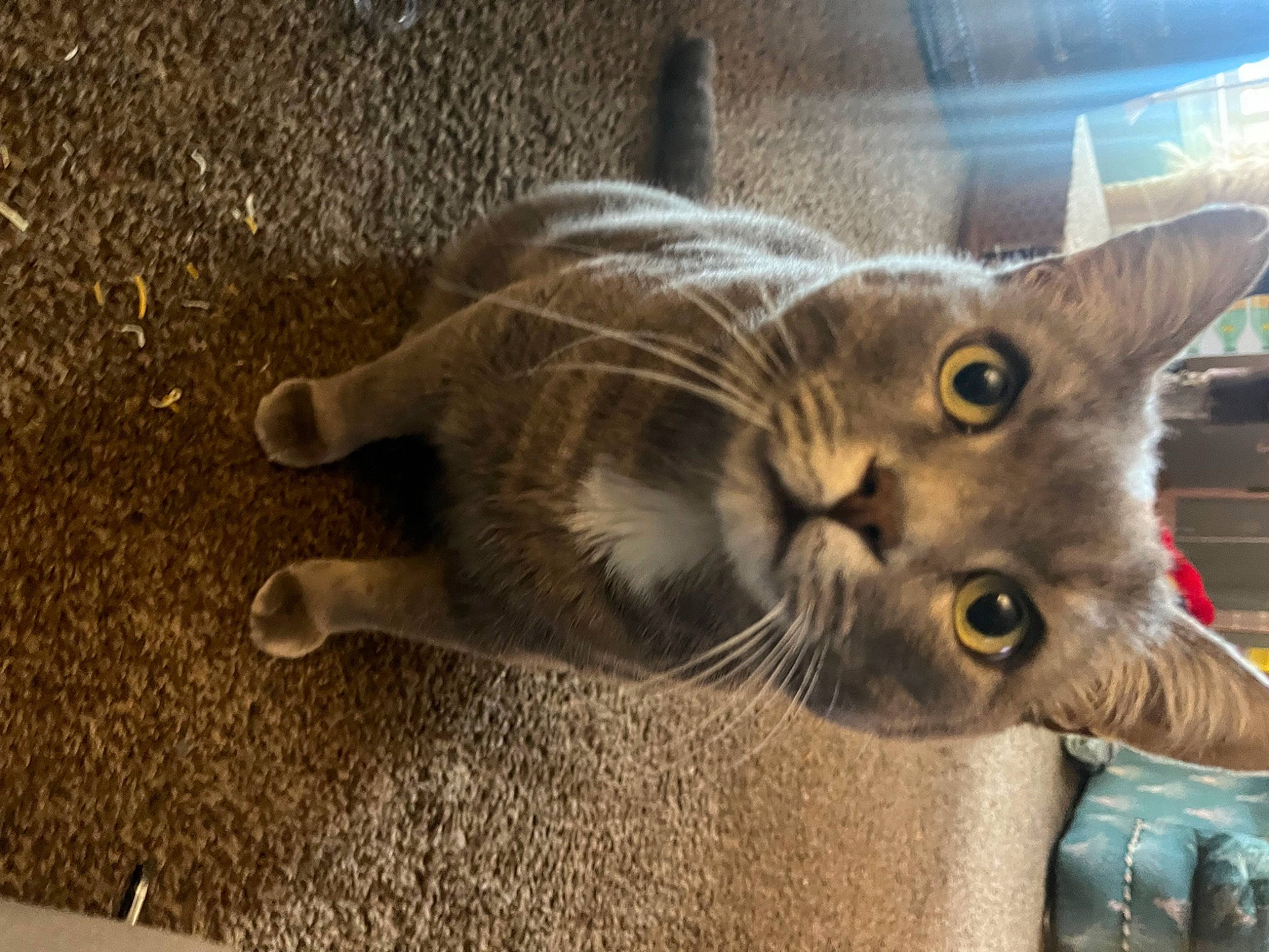 Kiddie joined the competition — help win amazing prizes! carnivore, cat, claw, domestic_short_haired_cat, felidae, fur, paw, small_to_medium_sized_cats, snout, soil, tail, whiskers