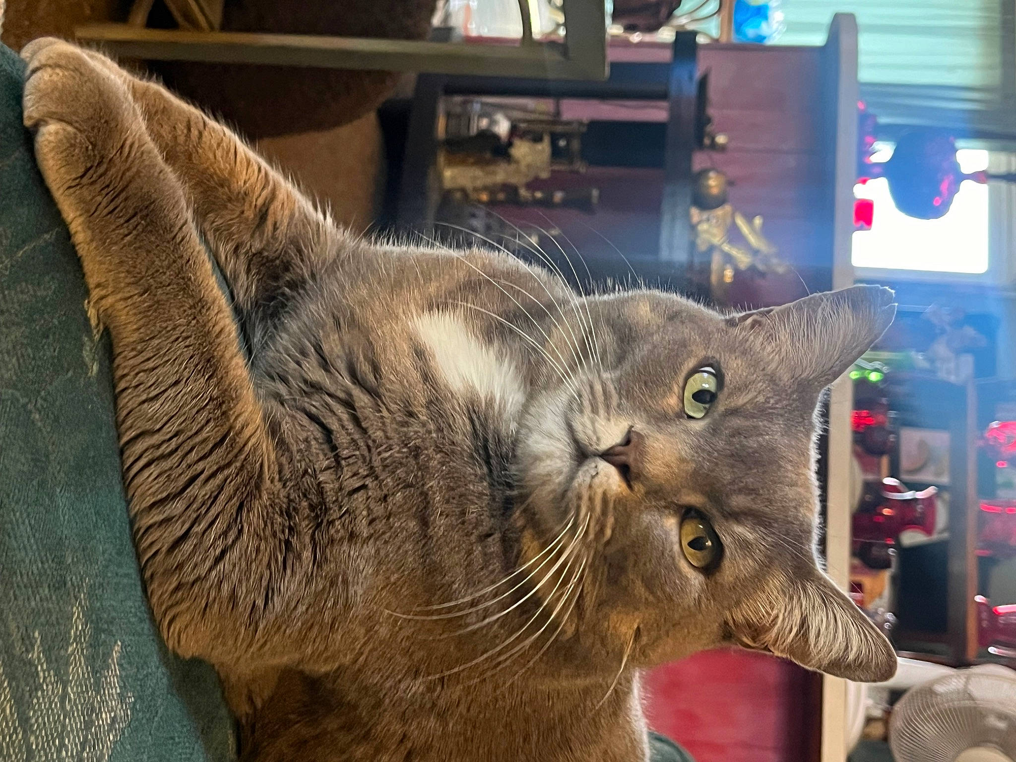 Kiddie joined the competition — help win amazing prizes! art, carnivore, cat, claw, domestic_short_haired_cat, fang, felidae, fur, metal, sculpture, small_to_medium_sized_cats, snout, terrestrial_animal, visual_arts, whiskers, wildlife, wood, working_animal