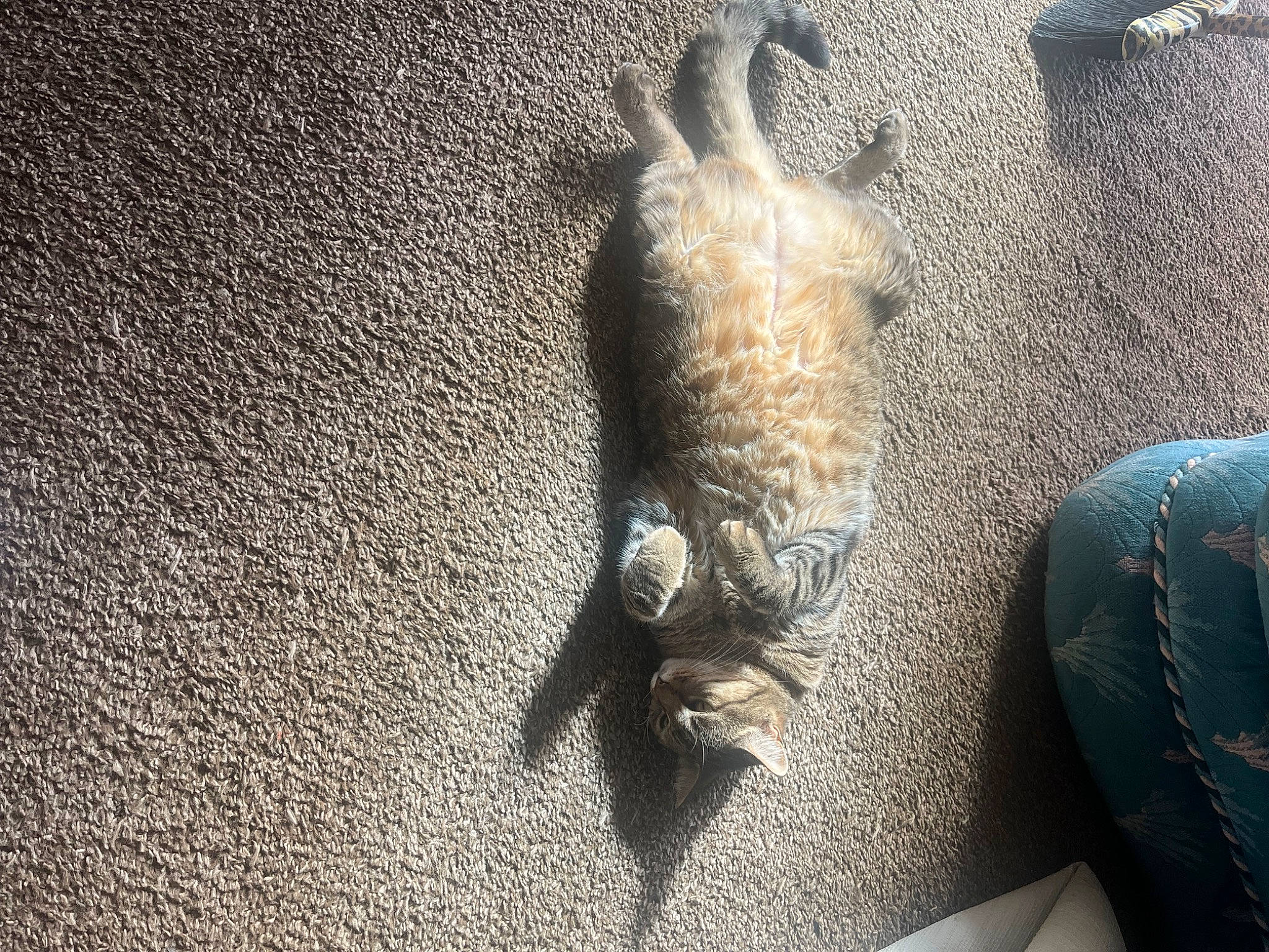 Angel Puss joined the competition — help win amazing prizes! asphalt, carnivore, claw, domestic_short_haired_cat, felidae, fish, fur, grey, harbor_seal, marine_mammal, metal, road_surface, seal, shadow, small_to_medium_sized_cats, tail, whiskers, wildlife, wood