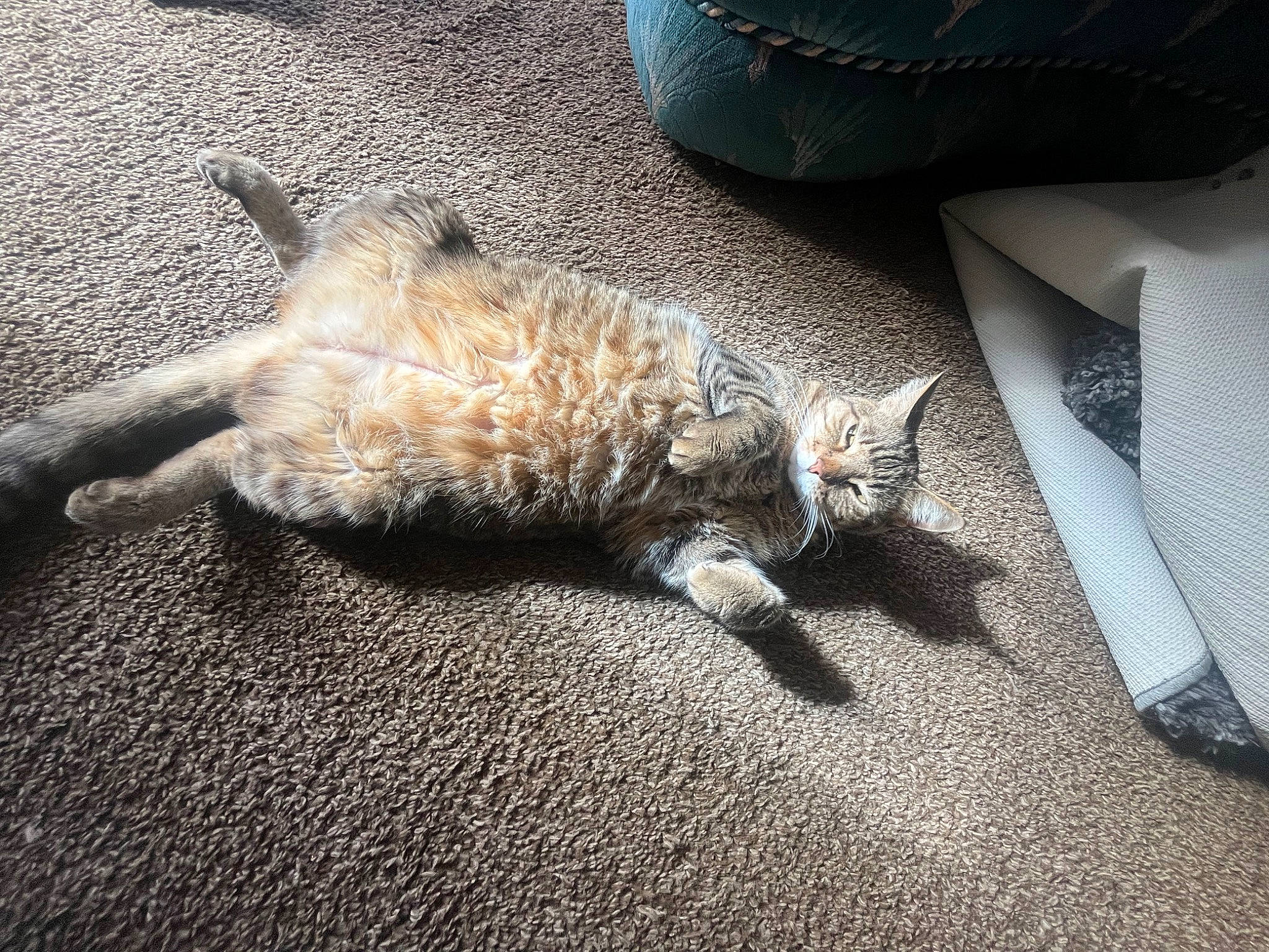 Angel Puss joined the competition — help win amazing prizes! asphalt, automotive_tire, carnivore, cat, comfort, domestic_short_haired_cat, fawn, felidae, flooring, fur, grey, human_leg, paw, road_surface, small_to_medium_sized_cats, snout, tail, vehicle, whiskers, wood