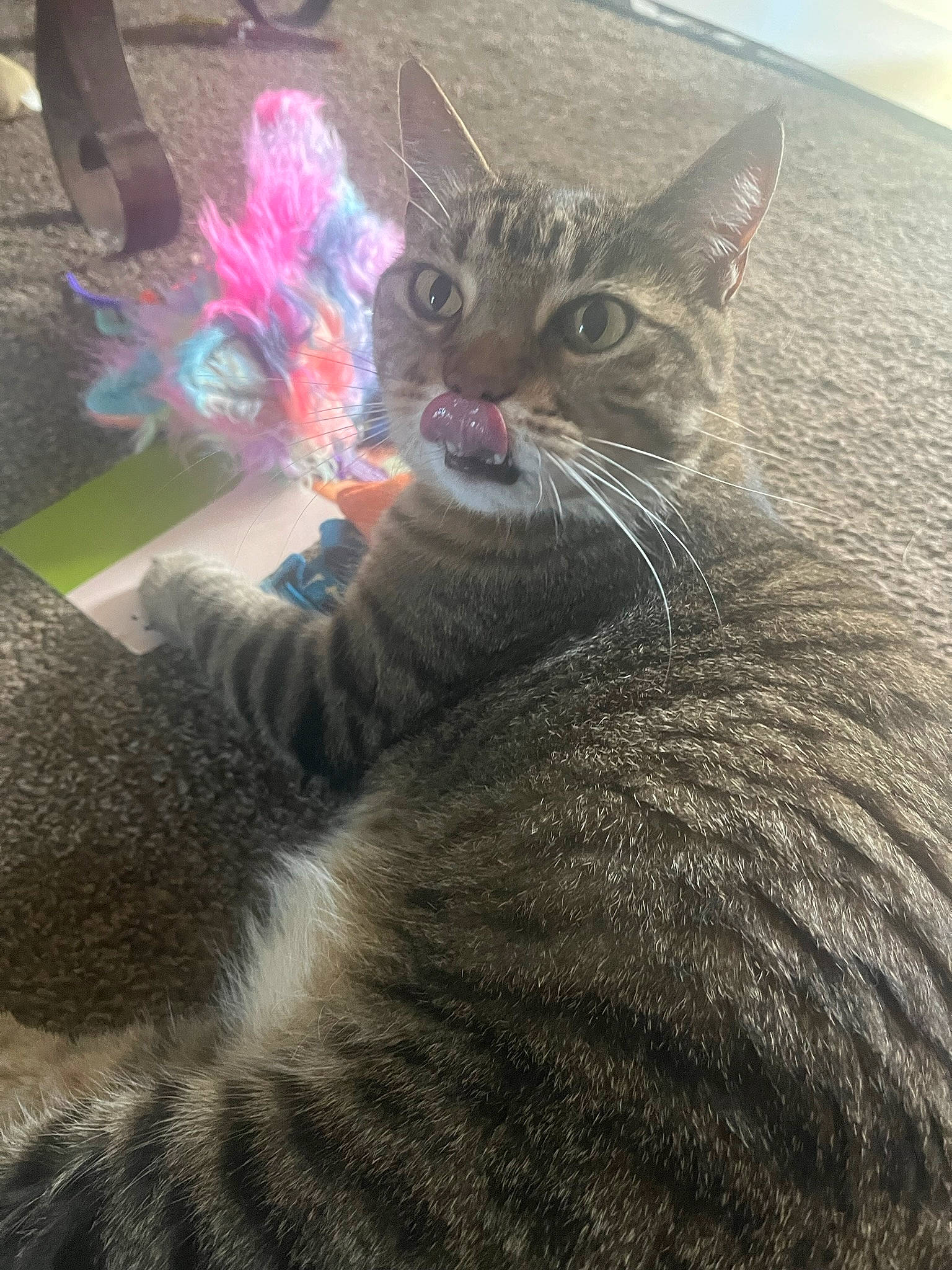 Angel Puss is registered to the contest to win money with this photo: carnivore, cat, claw, cloud, comfort, domestic_short_haired_cat, felidae, fur, grass, grey, paw, sand, sitting, sky, small_to_medium_sized_cats, snout, tail, terrestrial_animal, whiskers, wildlife