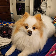 Jazzy joined the competition — help win amazing prizes! dog, pomeranian, fluffy, bed, indoor, pet, animal, fur, cute, small_dog, resting, cozy, room, dresser, clothes, poster, door, blanket, blue_bedspread, relaxed