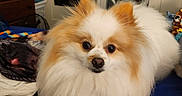 Jazzy is registered to the contest to win money with this photo: dog, pomeranian, fluffy, bed, indoor, pet, animal, furniture, blanket, clothing, poster, door, dresser, room, curious, lying_down, fur, face, cozy, home