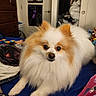 animal, bed, blanket, clothing, cozy, curious, dog, door, dresser, face, fluffy, fur, furniture, home, indoor, lying_down, pet, pomeranian, poster, room