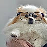 Jazzy joined the competition — help win amazing prizes! dog, glasses, fluffy, white, brown, pet, hand, person, indoor, cute, paw, fur, portrait, wearing, accessory, animal, closeup, face, adorable, holding