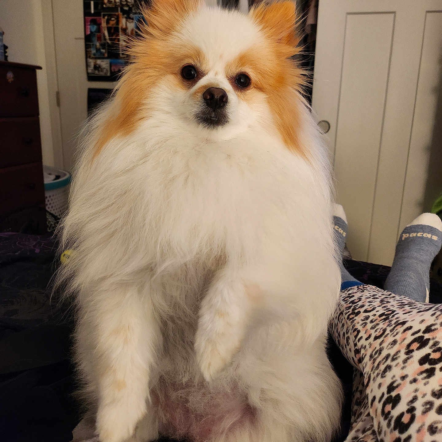 Jazzygirl is registered to the contest to win money with this photo: animal, bed, clothing, cozy, curious, cute, dog, dresser, fluffy, fur, furniture, indoor, legs, leopard_print, person, pet, pomeranian, portrait, room, socks
