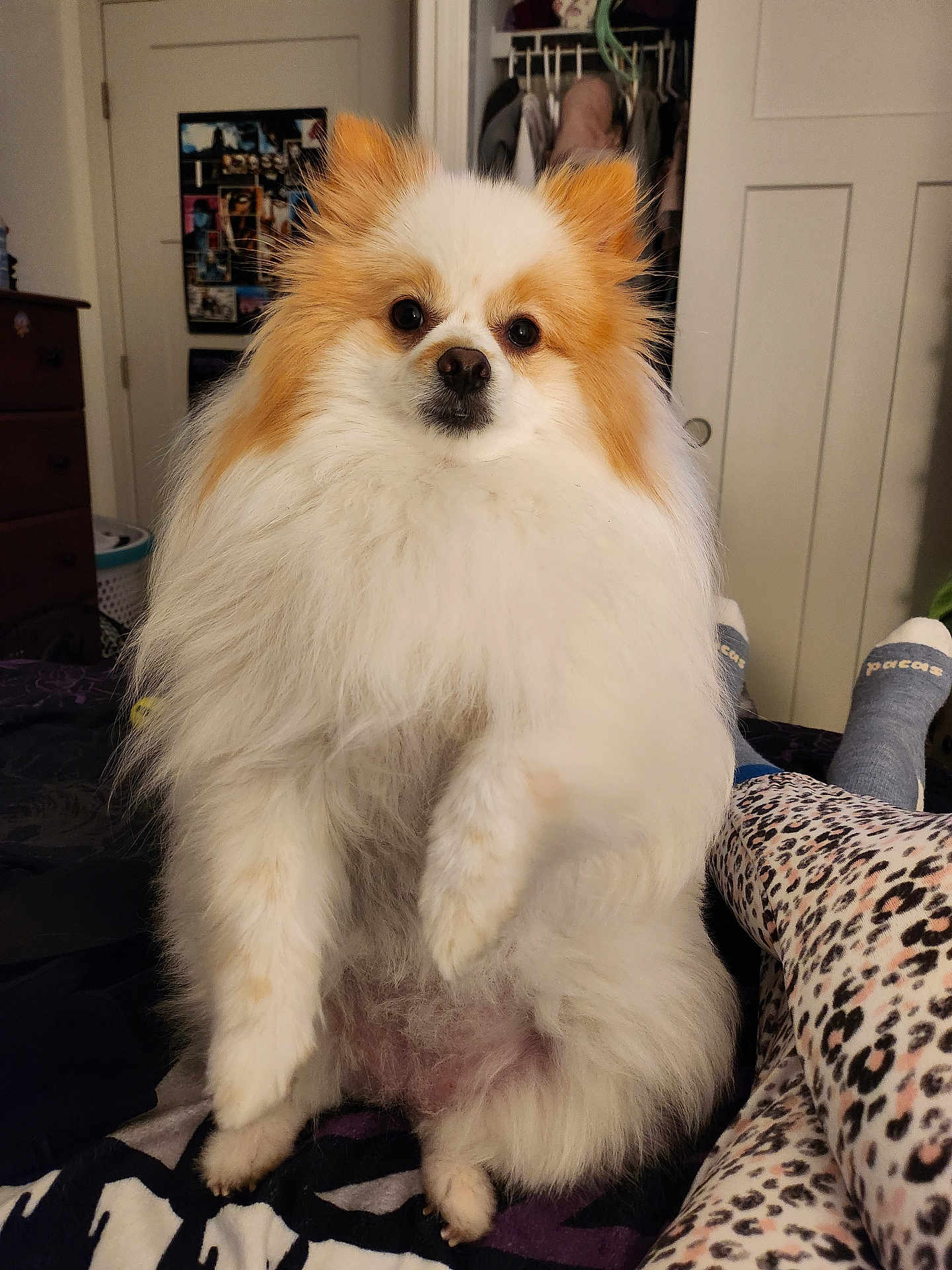 Jazzygirl is registered to the contest to win money with this photo: dog, pomeranian, fluffy, pet, bed, indoor, room, furniture, dresser, clothing, person, socks, legs, leopard_print, fur, cute, animal, portrait, curious, cozy