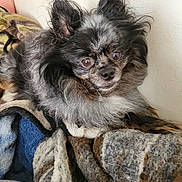 Buttons is registered to the contest to win money with this photo: dog, small_dog, fluffy, long_hair, pet, animal, blanket, cozy, indoors, fur, ears, face, nose, eyes, resting, curious, comfort, closeup, portrait, companion