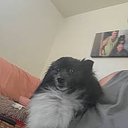 Bubba is registered to the contest to win money with this photo: dog, black_and_white, fluffy, indoor, couch, person, portrait, wall_art, relaxing, pet, fur, domestic_animal, companion, cozy, living_room, seated, household, animal, cute, friend