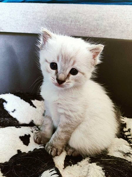 Tinky a rejoint le concours — aidez-le/la à gagner de superbes lots ! carnivore, cat, claw, comfort, domestic_short_haired_cat, eye, felidae, fur, paw, small_to_medium_sized_cats, snout, tail, whiskers, window