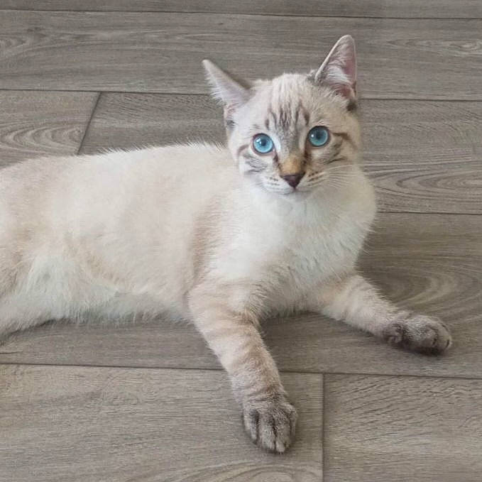 Tinky participe au concours pour gagner de l'argent avec cette photo : carnivore, cat, claw, comfort, domestic_short_haired_cat, eye, fawn, felidae, flooring, fur, hardwood, paw, photo_caption, sitting, small_to_medium_sized_cats, snout, tail, terrestrial_animal, whiskers, wood