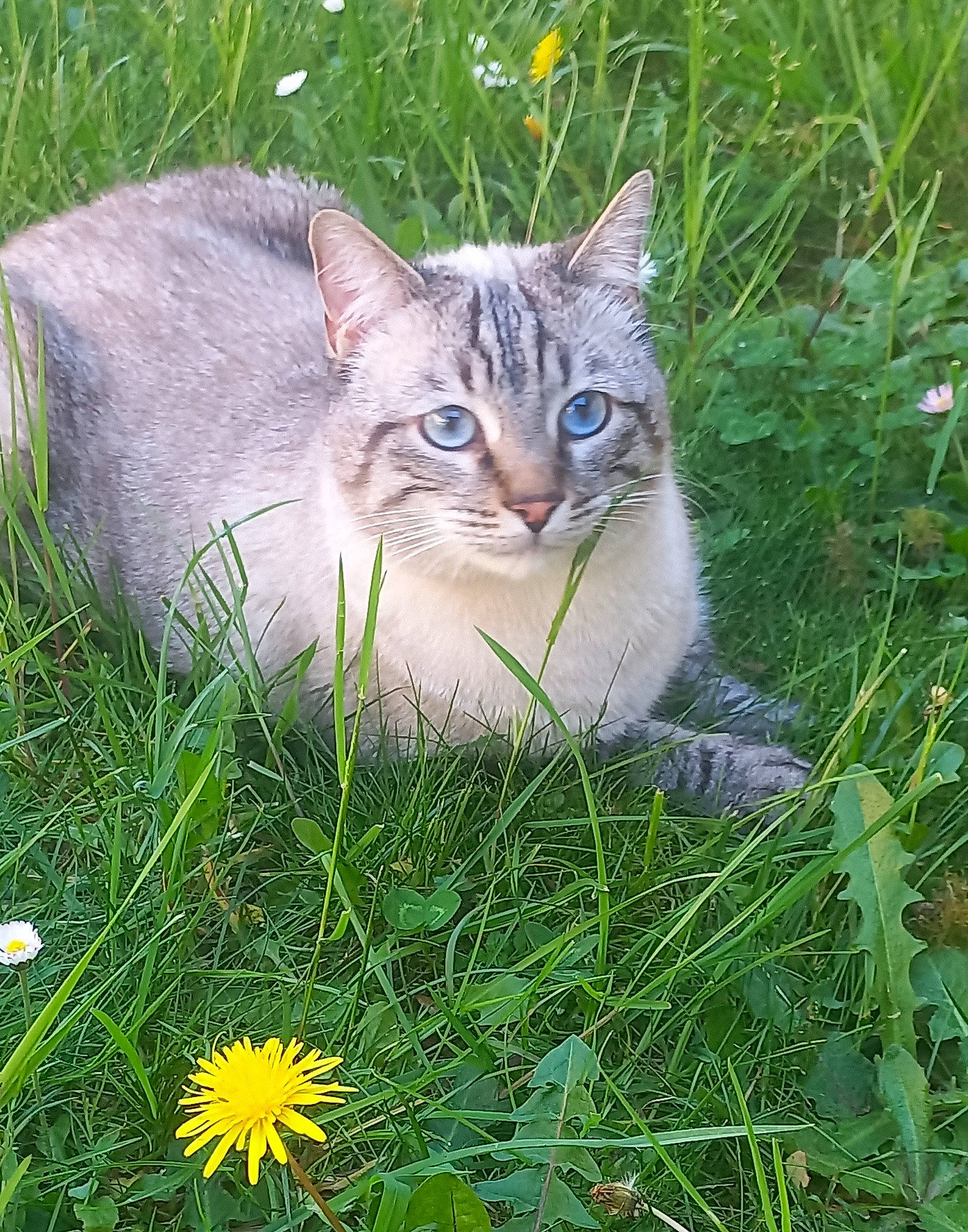 Tinky a rejoint le concours — aidez-le/la à gagner de superbes lots ! carnivore, cat, dandelion, domestic_short_haired_cat, fawn, felidae, flower, fur, grass, grass_family, grassland, groundcover, iris, lawn, meadow, plant, small_to_medium_sized_cats, snout, terrestrial_animal, whiskers
